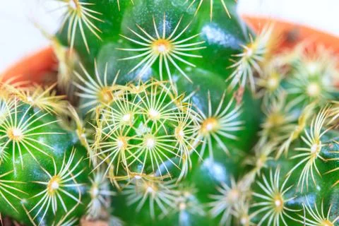 Cactus isolated on white background Stock Photos