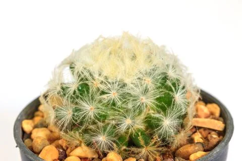 Cactus isolated on white background Stock Photos