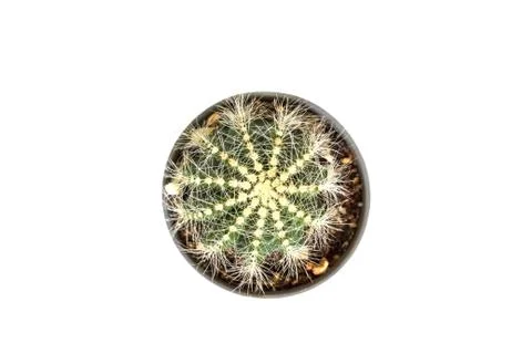 Cactus isolated on white background Fotos Stock