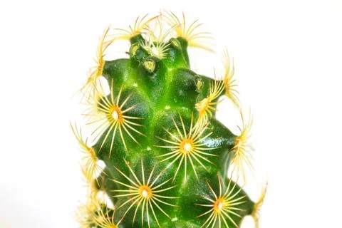 Cactus isolated on white background Fotos Stock