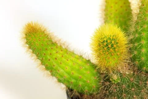 Cactus isolated on white background Stock Photos
