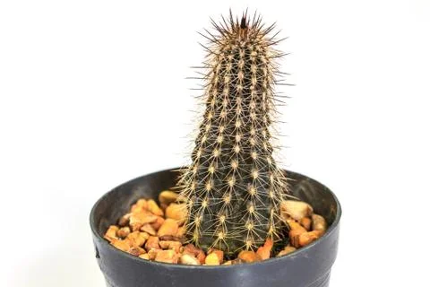 Cactus isolated on white background Stock Photos