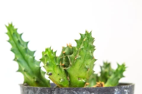 Cactus isolated on white background Stock Photos