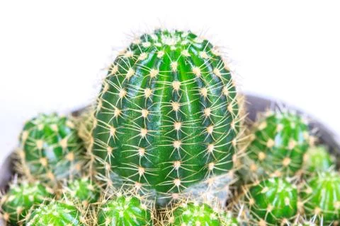 Cactus isolated on white background Stock-Fotos