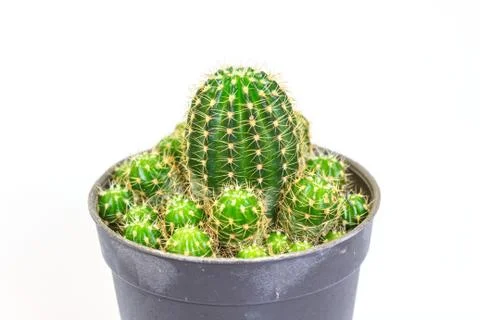 Cactus isolated on white background Stock Photos