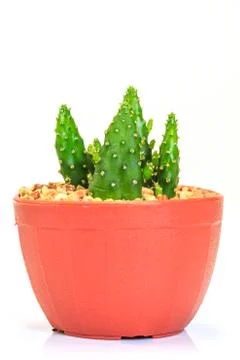 Cactus isolated on white background Foto stock