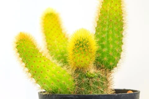Cactus isolated on white background Stock Photos