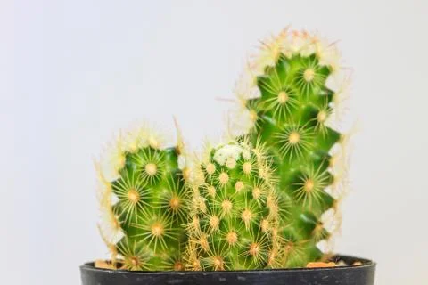 Cactus isolated on white background Stock Photos