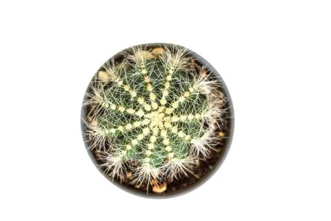 Cactus isolated on white background Foto stock