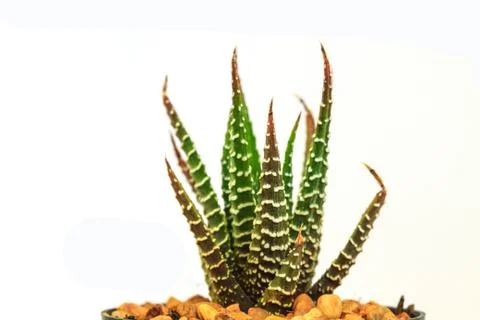 Cactus isolated on white background Stock Photos