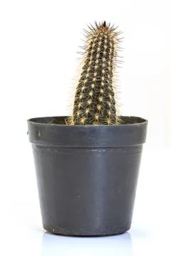 Cactus isolated on white background Fotos Stock