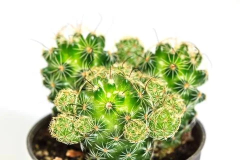 Cactus isolated on white background Stock Photos