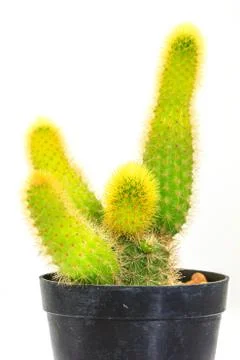 Cactus isolated on white background Stock Photos