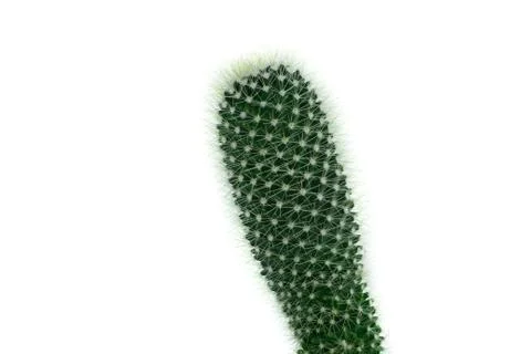 Cactus isolated on white background Stock Photos