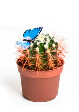 Cactus isolated on white background Stock Photos