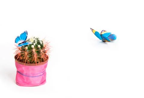 Cactus isolated on white background Stock Photos