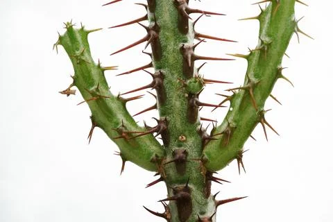 Cactus isolated in white background Stock Photos