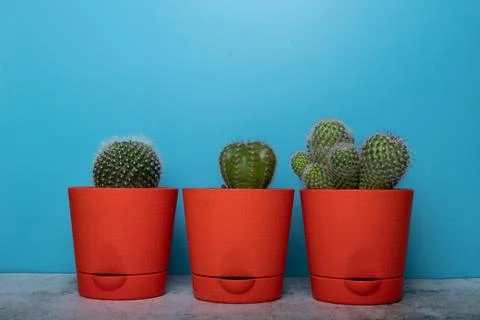 Cactus isolated on white background. Foto stock