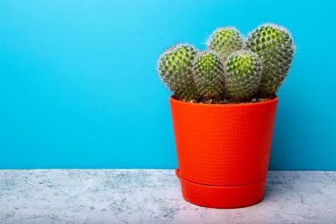Cactus isolated on white background. Stock Photos