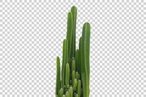 Cactus isolated on white background.It copy space. Stock Photos