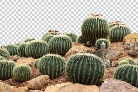 Cactus isolated on white background.It copy space. Stock Photos