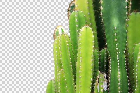 Cactus isolated on white background.It copy space. Stock Photos