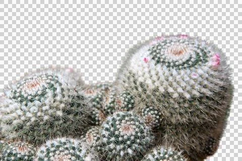 Cactus isolated on white background.It copy space. Stock Photos
