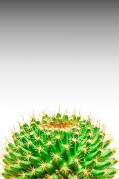 Cactus isolated on white, Backgrounds Stock Photos