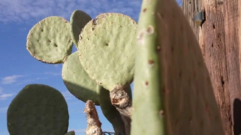 Cactus Joshua Tree Close UP Stock Footage 289788189