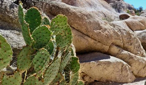 Cactus in Joshua Tree Stock Photos