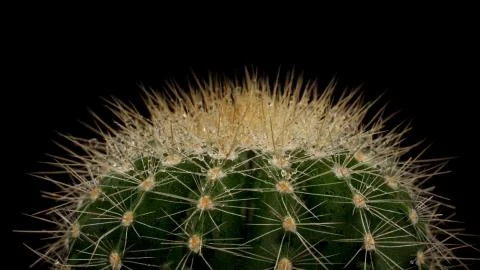 Cactus with large needles close-up Stock Photos