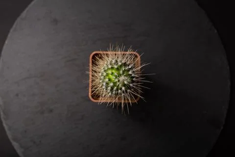 Cactus with large needles in a pot Stock Photos