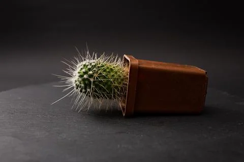 Cactus with large needles in a pot Stock Photos