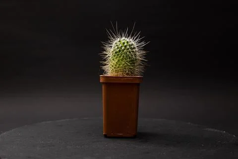 Cactus with large needles in a pot Stock Photos