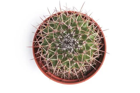 Cactus with large thorns Stock Photos