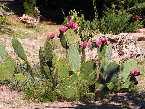 Cactus on the lawn Stock Photos