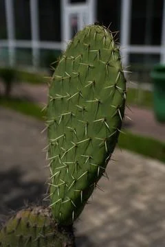 Cactus leaf close-up. A cactus branch in close-up. cactus stem Stock Photos