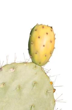 Cactus leaf with fruit Foto stock