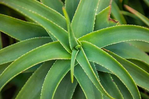 Cactus Leaf Pattern, Aloe green background, Croatia 库存照片