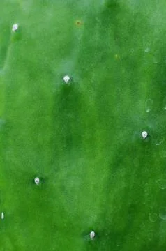 Cactus leaf Foto stock