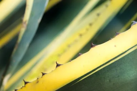 A cactus leaf Stock Photos