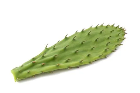 Cactus leaf Stock Photos
