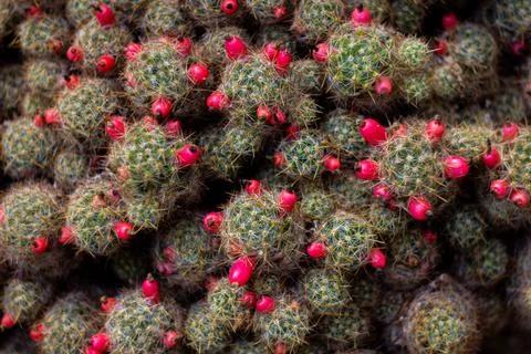 Cactus leaf with red flower Stock Photos