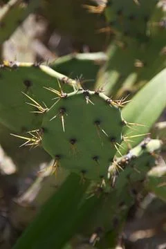 Cactus leave Stock-Fotos