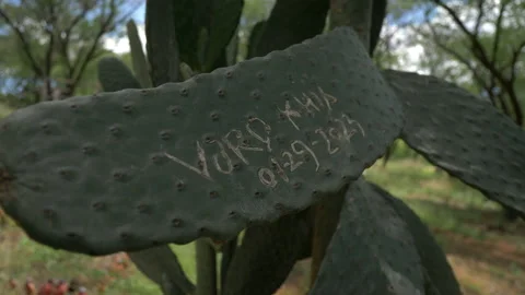 Cactus Leaves Stock Footage 235918634