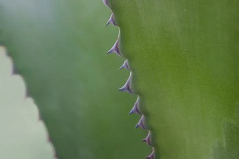 Cactus leaves with thorns. Stock Photos
