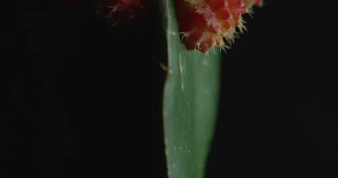 Cactus with light changes Stock Footage 162421702