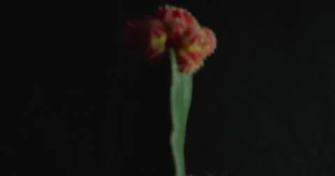 Cactus with light changes Stock Footage 162421703