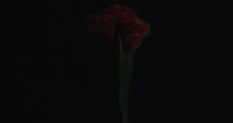 Cactus with light changes Stock Footage 162421735