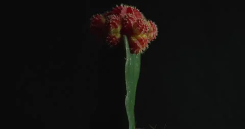 Cactus with light changes Stock Footage 162421804